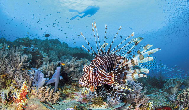 Fauna del océano. Foto: National Geographic   