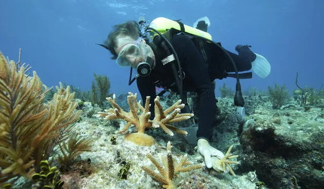  Un biólogo marino estudia el ecosistema oceánico. Foto: difusión   