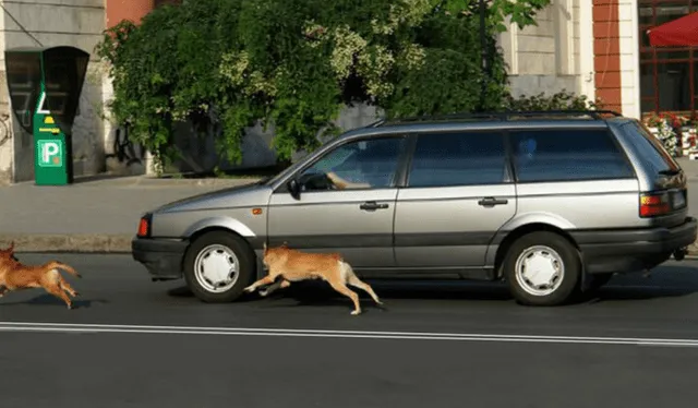 Se debe entrenar y evitar regañar a los perros cuando estos les ladran a los autos. Foto: Autocosmos 