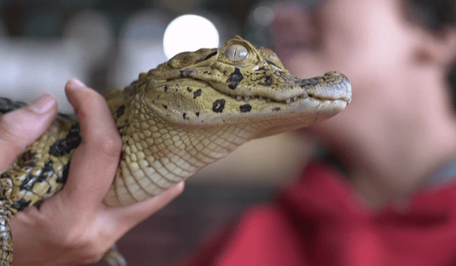 Las terapias con reptiles contribuyen a mejorar la "comprensión, comunicación y habilidades" de niños. Foto: AFP   