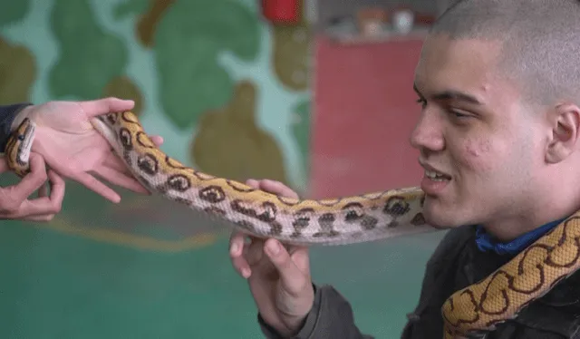 Las personas con autismo no suelen temer a los animales como las serpientes. Foto: AFP   