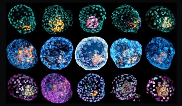  Modelos de embriones humanos creados en laboratorio. Foto: referencial / Monash University / PA   