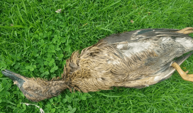 Significado de soñar con un pato muerto. Foto: Europa Sur   