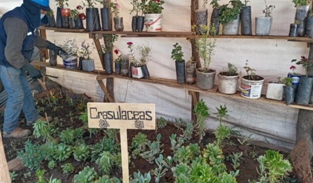  Orurillo. En huertos se cultiva plantas nativas de iglesia. Foto: La República    