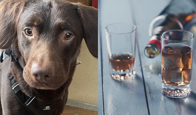 Coco habría adquirido el hábito de beber alcohol por los restos que dejaba su dueño. Foto: composición LR/Woodside Animal Welfare Trust/Freepik   