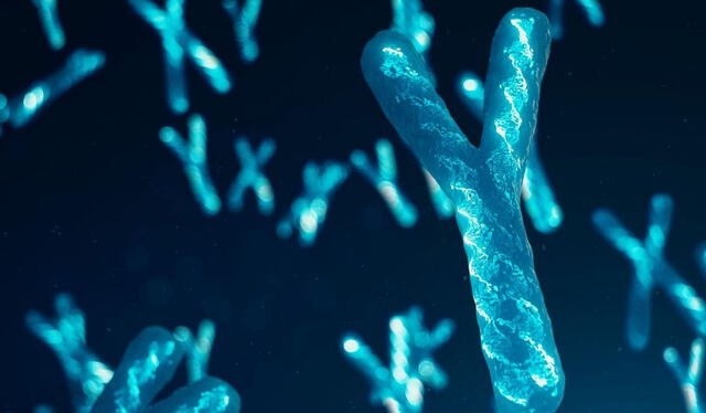  Los cromosomas determinan el sexo de las personas. Foto: Getty images   