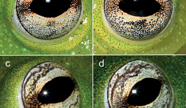 Comparación de ojos de ranas Chimerella. En la parte superior: C. mira. En la parte inferior: C. corleone. Foto: Evolutionary sistematics   