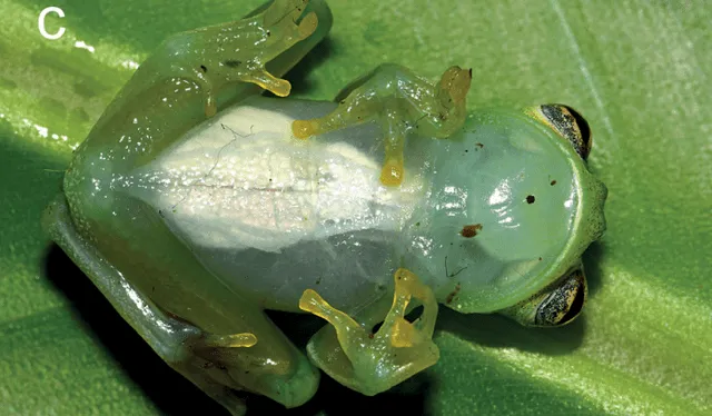 C. mira tiene el vientre transparente, característico de las ranas de cristal. Foto: Evolutionary sistematics   