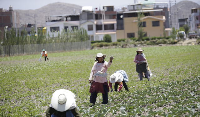  Crisis alimentaria. Agricultores se enfrentaron a varios retos: heladas en primavera y en verano, la escases de agua para sembríos y la falta de fertilizantes. Foto: difusión<br><br>    