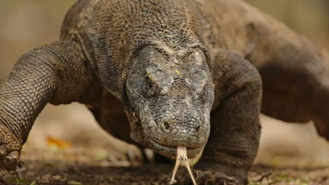  El dragón de Komodo es considerado el lagarto más grande del mundo. Foto: Getty images   