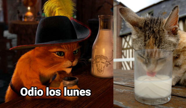 Los gatos y la leche: ¿saludable o no? Foto: Dreamworks/AFP/Mychele Daniau   