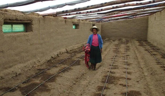  Propuesta de construcción de invernaderos de adobe buscan contrarrestar los efectos de la helada. Foto: Kusimayo/referencial   