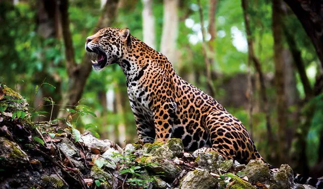  El Día Internacional del Jaguar se celebra el 29 de noviembre. Foto: Andina 
