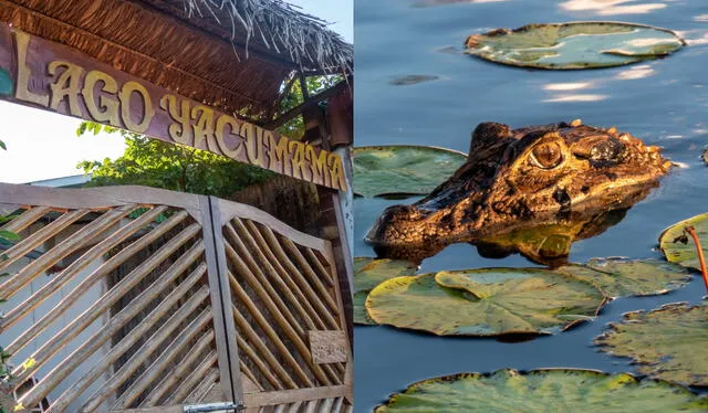 En el Lago Yacumama se pueden observar caimanes. Foto: composición LR/Pilar López   