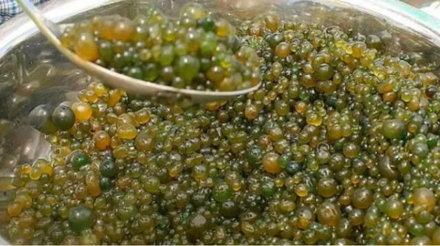 El cushuro es un alga peruana muy consumida en la región sierra del Perú. Foto: Perú Info   