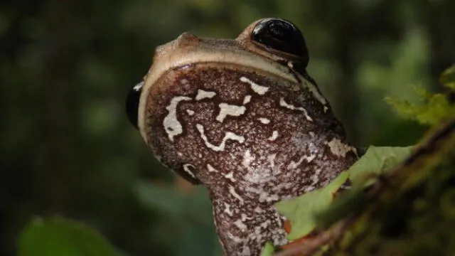  Osteocephalus vasquezi, nueva especie de rana arbórea. Foto: Pablo Venegas    