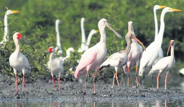  Alados. El Santuario Nacional de Tumbes tiene la mayor extensión de manglares del Perú y es hábitat de una gran variedad de especies de aves residentes y migratorias. Foto: Sernanp   