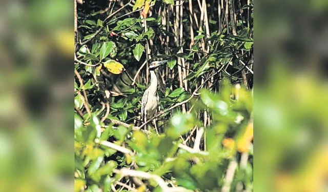  Alados. El Santuario Nacional de Tumbes tiene la mayor extensión de manglares del Perú y es hábitat de una gran variedad de especies de aves residentes y migratorias. Foto: Sernanp   