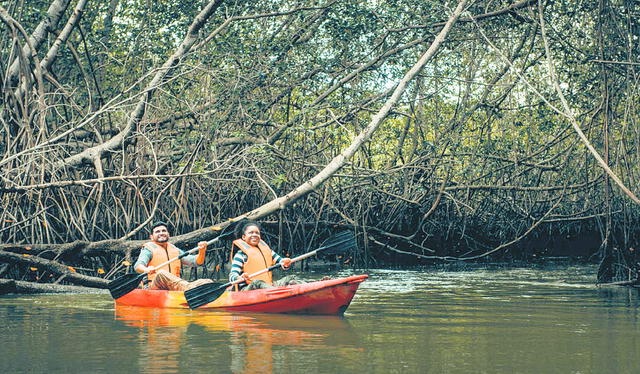  Paraíso norteño. Los manglares de Tumbes protegen el ecosistema manglar que en su totalidad abarca 5.000 hectáreas, de las cuales el 60% pertenece al santuario. Foto: Sernanp 