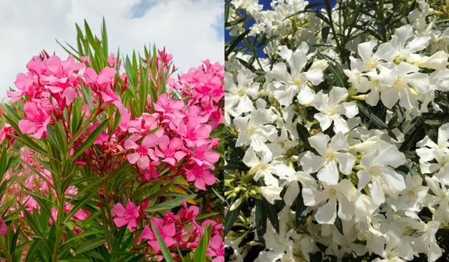  La planta Nerium oleander suele tener variedades de colores. Foto: composición LR/El blog de la tabla/Espores   