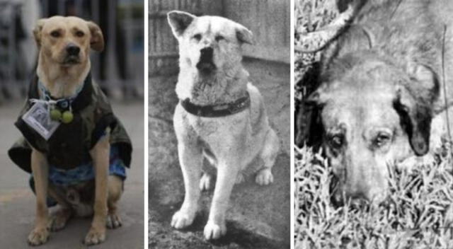 Hachiko, Firuco y Canelo son los cachorros más populares a causa de su fidelidad a lo largo de los años. Foto: composición LR/Difusión   