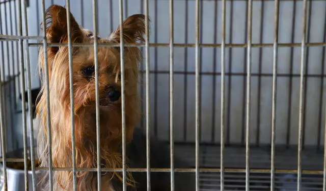  Los perritos no tenían tarjeta de vacunación. Foto: Municipalidad de Surco   