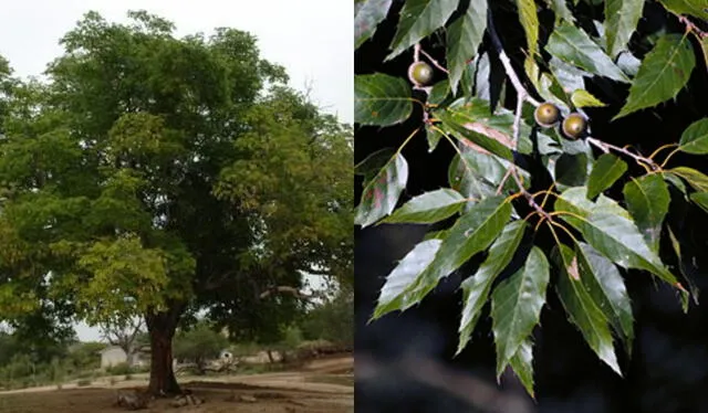 árbol de encino