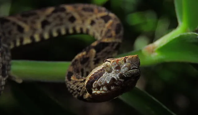  Proveedoras. Serpientes habitan en la amazonía. Foto: La República    