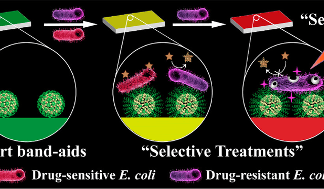 El parche permanece de color verde cuando la herida no posee ninguna bacteria, se vuelve amarilla cuando sí detecta la presencia de estos agentes infecciosos, y se torna rojo cuando reconoce bacterias resistentes a antibióticos. Foto: ACS NANO / Yan-Yan Song (2023)    