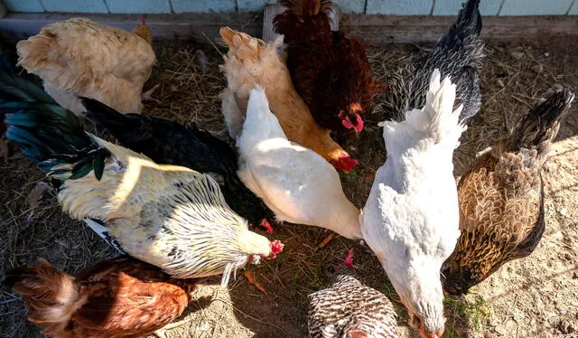 Si bien el tipo de gallina es fundamental para determinar el color, factores como la alimentación influyen. Foto: Laura McKenzie/Texas A&amp;M AgriLife    