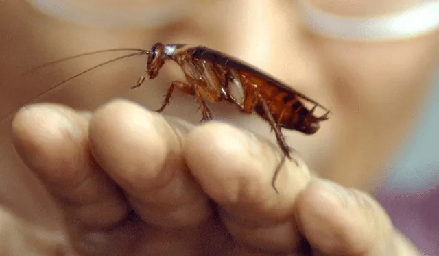 Las cucarachas han vivido más de 300 millones de años en la Tierra. Foto: captura CNN   