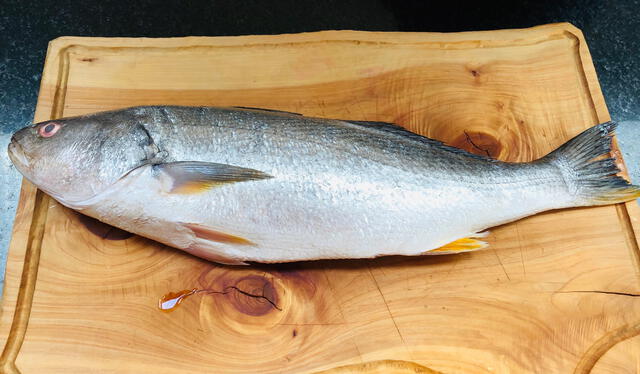  La corvina es uno de los mejores pescados para preparar ceviche. Foto: Emilio Deik 