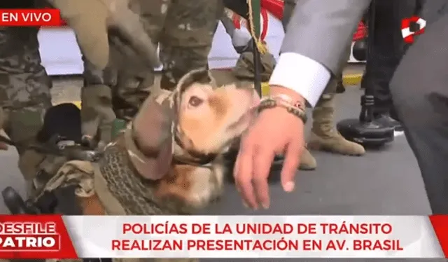  Periodista se 'disculpó' con perro por querer intentar tocar su arma. Foto: Panamericana TV  
