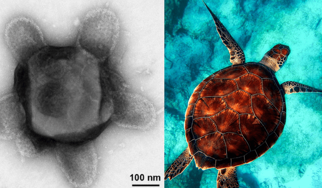 Los virus con forma de "tortuga" poseen cápside de 380 nm de ancho y lóbulos de 150 nm de largo. Foto: composiciónLR/BioRxiv/Pixabay   