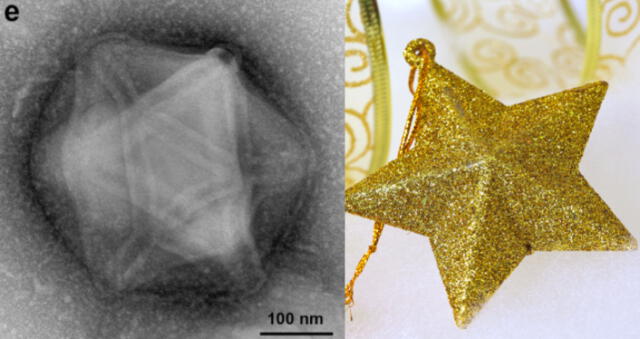  Izquierda: virus gigante de la 'estrella navideña' encontrado en el suelo del bosque de Harvard; Derecha: Una estrella del árbol de Navidad. ( Blanchard et al./bioRxiv, 123ArtistImages/Getty Images)   