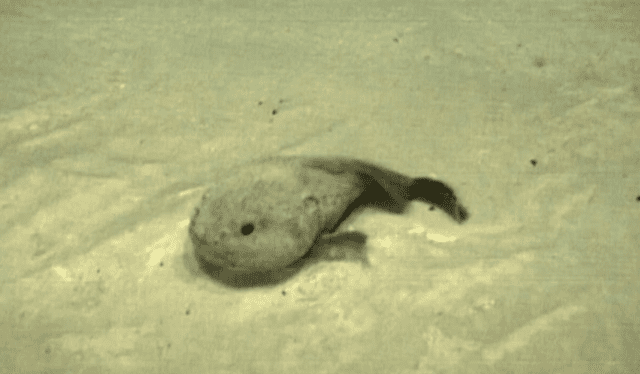 Pez gota nadando en el fondo del mar. Foto: Sea serpent   