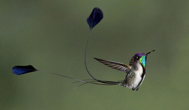 ave, aves peruanas, ave más hermosa del mundo, colibrí cola de espátula, ave más hermosa del Perú