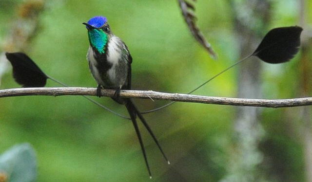 colibrí cola de espátula, ave más hermosa del mundo, ave peruana más hermosa del mundo