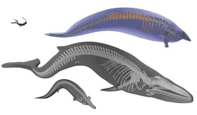  Una comparación de Perucetus (arriba) con una ballena azul (en medio) y otro basilosáurido más pequeño, Cynthiacetus peruvianus. Foto: Centro del Museo de Historia Natural de Londres   