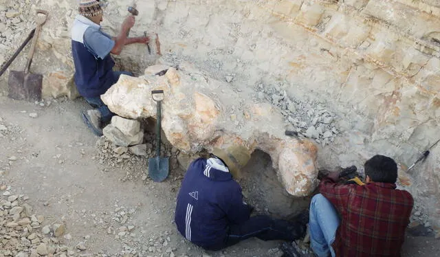  Fósil del Perucetus colossus. Foto: Giovanni Biancucci   