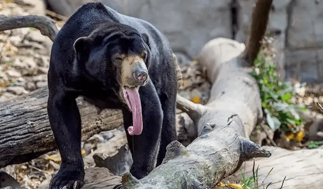  La lengua del oso malayo puede llegar a medir medio metro. Foto: Proyecto Tierra   