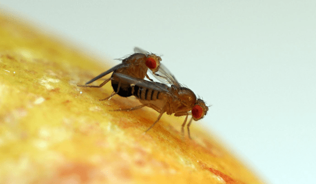 Moscas de la fruta apareándose. Foto: Universidad de Zurich Moscas de la fruta apareándose. Foto: Universidad de Zurich