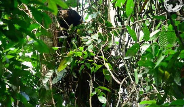  Los osos malayos construyen nidos en árboles. Foto: BSBCC 