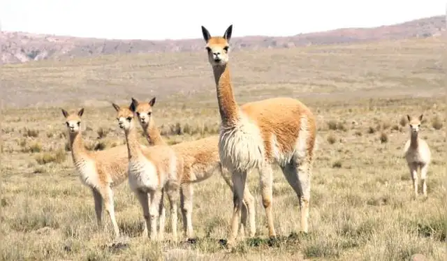  Vulnerables. La población de vicuñas está amenazada. Foto: difusión   