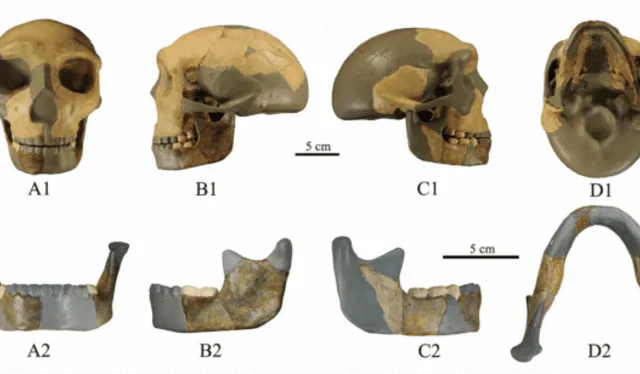  El cráneo y las mandíbulas de HLD 6. Foto: Revista de Evolución Humana   