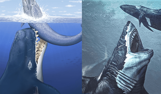 Tanto el Livyatan melvillei (izquierda) como el Otodus megalodon (derecha) cazaban ballenas en el océano. Imágenes: MHN-UNMSM / Minimuseum    