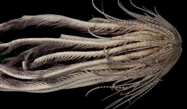  El animal posee dos grupos de brazos. Los superiores son largos y los inferiores cortos. Foto: McLaughlin, Wilson, Rouse / Invertebrate Systematics   