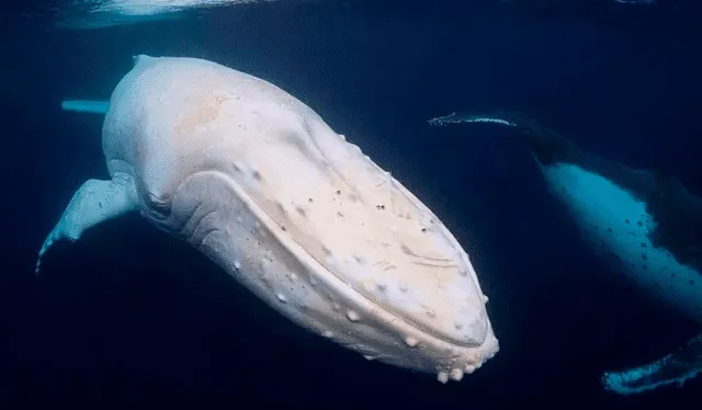 Migaloo es la única ballena jorobada blanca que se ha visto en la costa este de Australia. Foto: Craig Parry   
