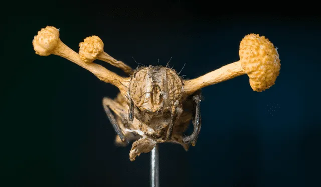  Cadáver de una mosca infectada por el hongo zombi ophiocordyceps. Foto: Adobe Stock / Daniel Newman   