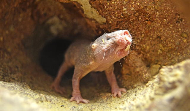 Los ratopines rasurados viven en túneles subterráneos de hasta 2 metros de profundidad. Foto: Bioparc Valencia   